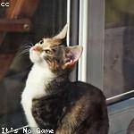 Sim Ferry Profile Picture